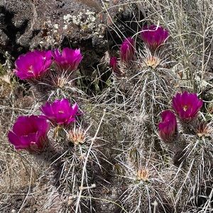 Meet your Posher, Grace